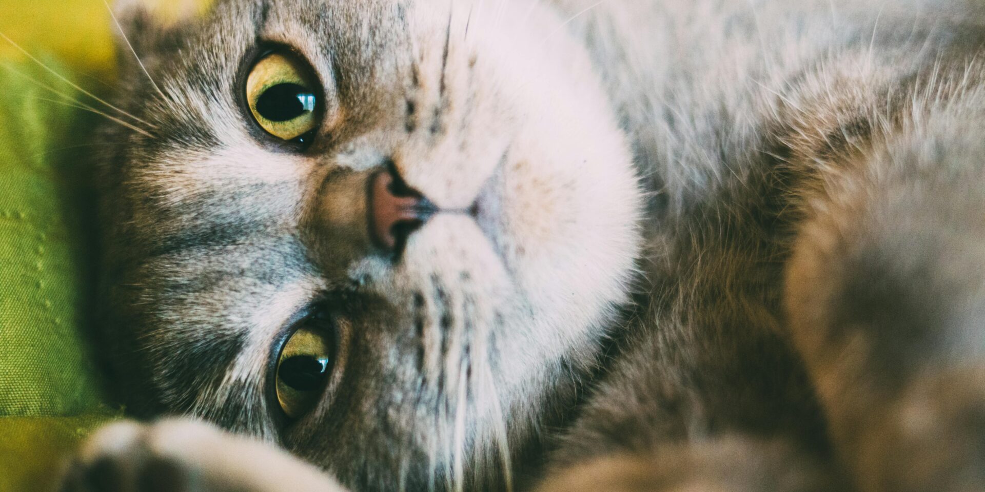 pexels-mtyutina-3206572