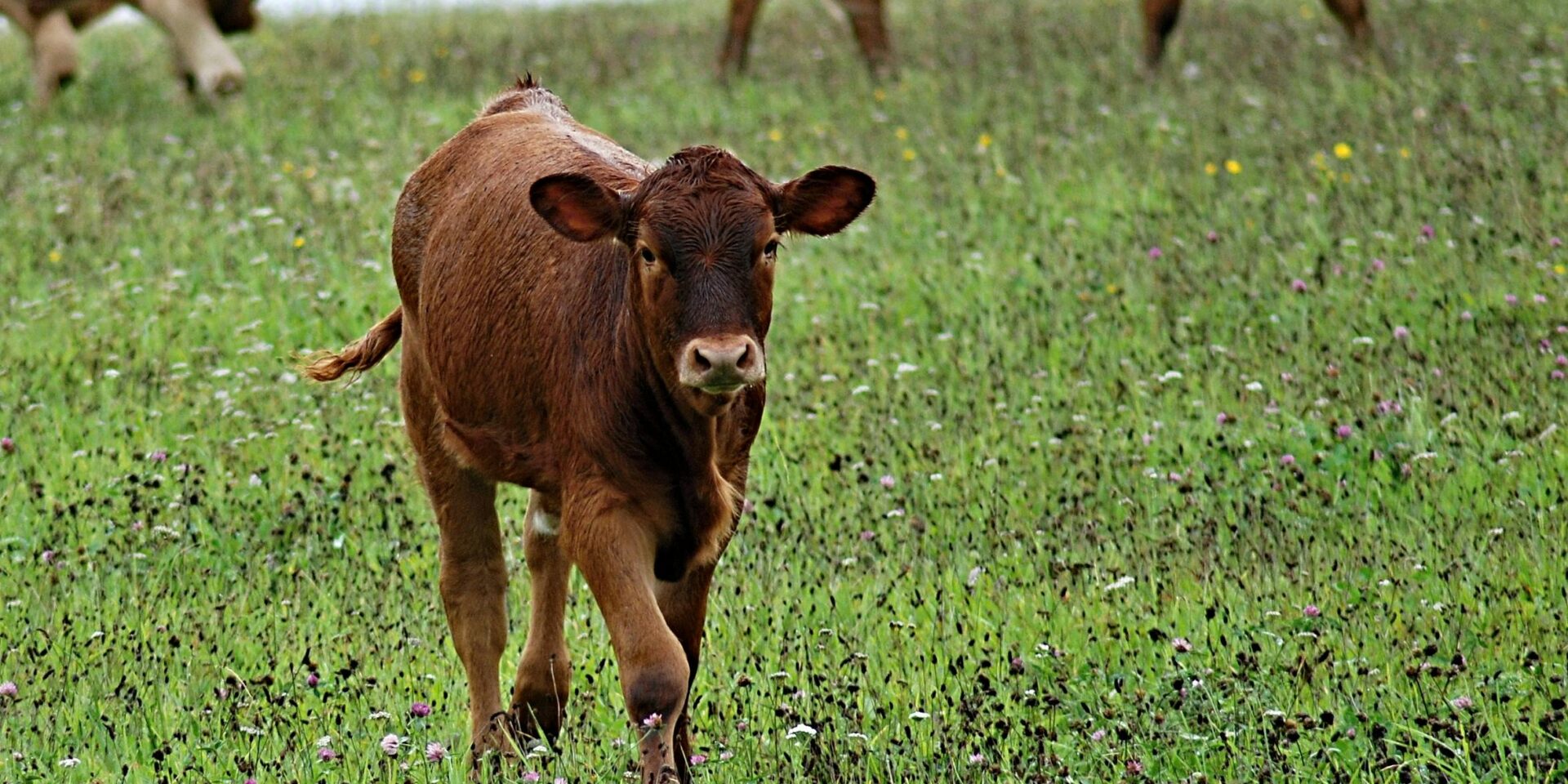 pexels-pixabay-51950