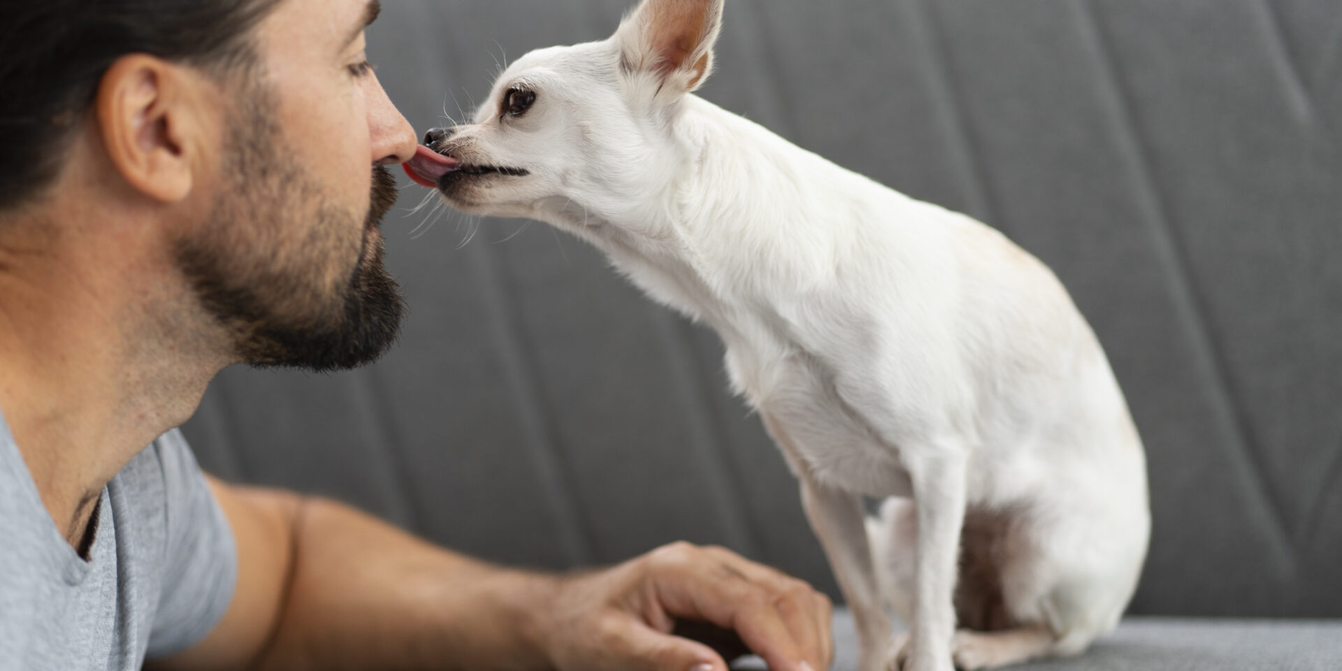 view-adorable-chihuahua-dog-spending-time-with-male-owner-home