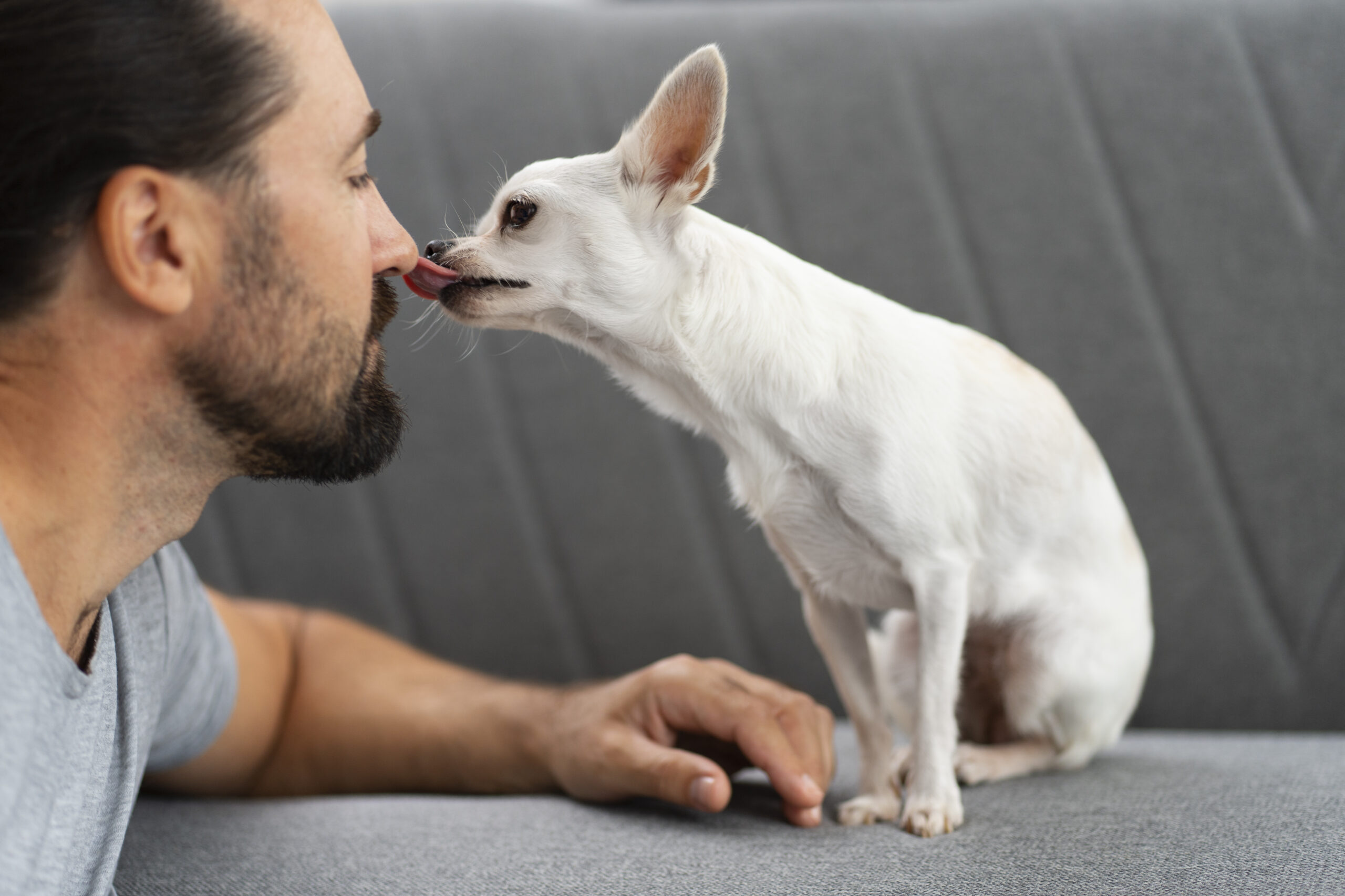 view-adorable-chihuahua-dog-spending-time-with-male-owner-home
