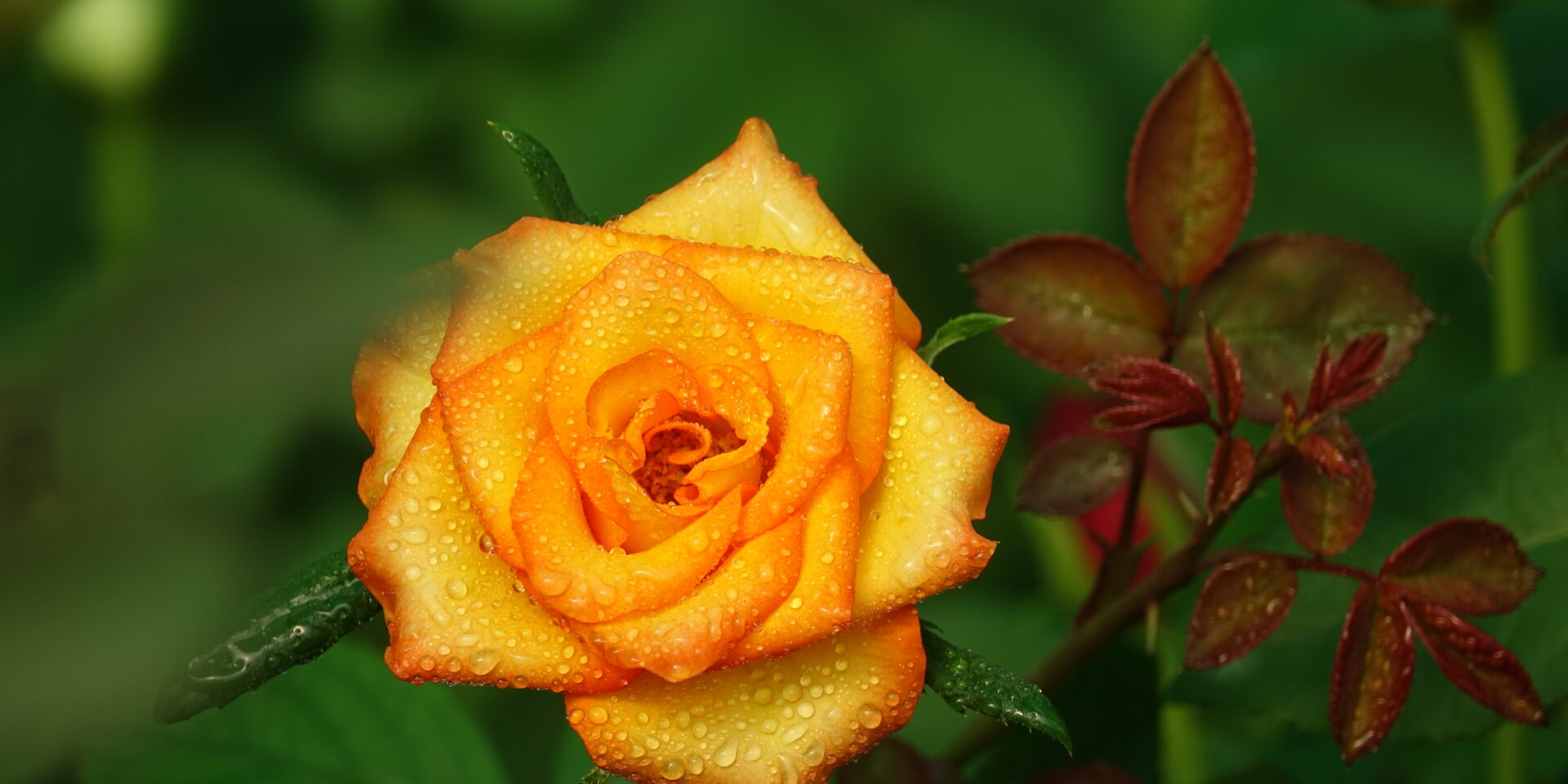 yellow-flower-with-orange-edges