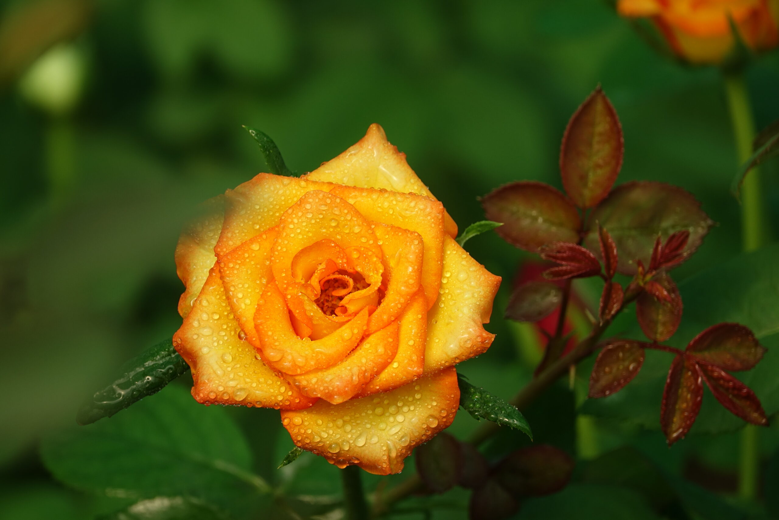 yellow-flower-with-orange-edges