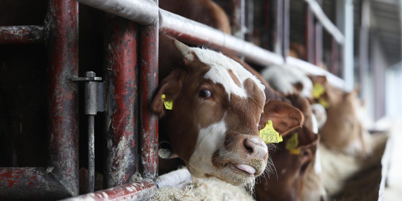 Reportaža iz Slavonije