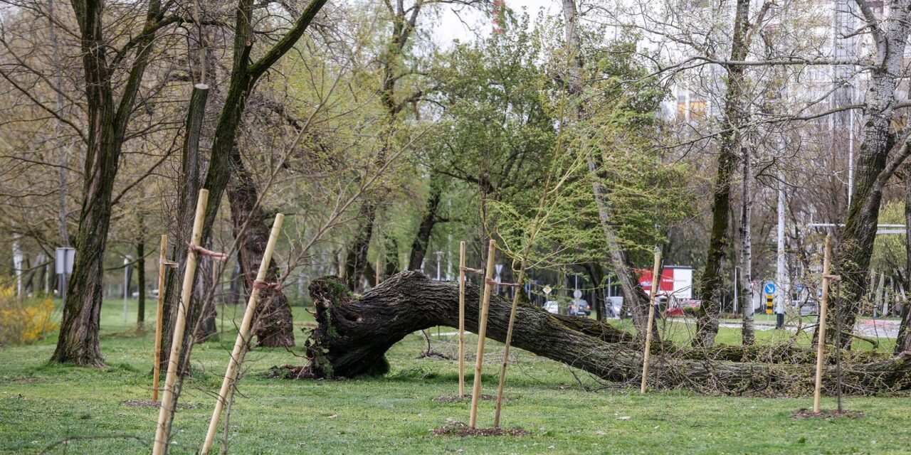 Zagreb: Olujno nevrijeme počupalo stabla na Bundeku