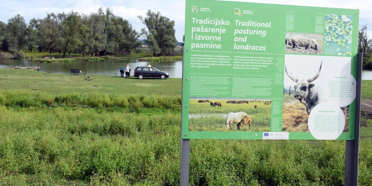 Tradicionalna ispaša stoke na otvorenom prostoru na području Parka prirode Lonjsko polje