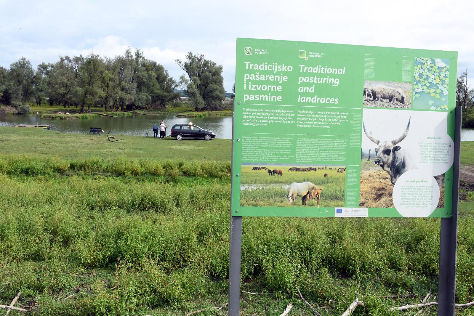 Tradicionalna ispaša stoke na otvorenom prostoru na području Parka prirode Lonjsko polje