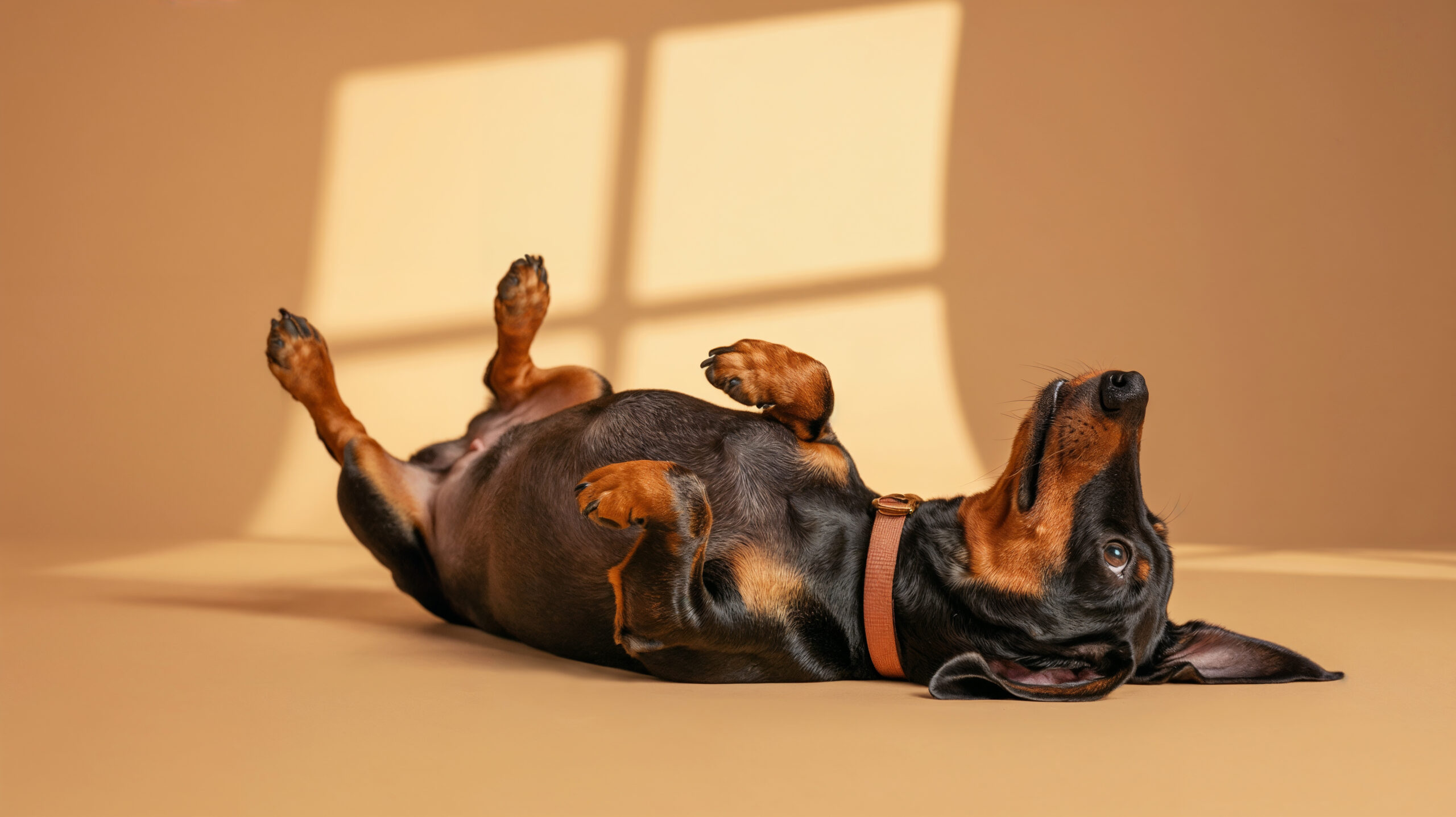 happy-dachshund-dog-lying-down-its-back