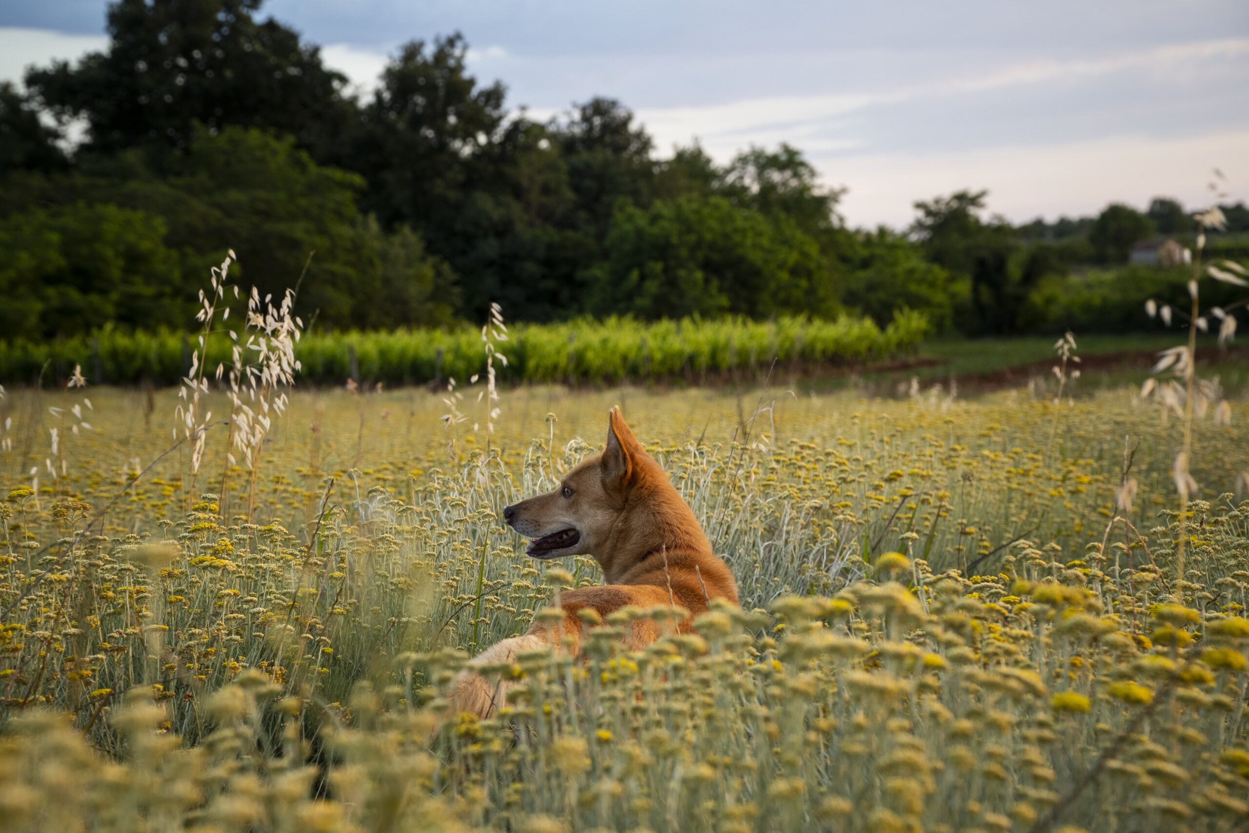 Horizontal shot of a field of everlasting flowers with a brown dog in Istria, Croatia