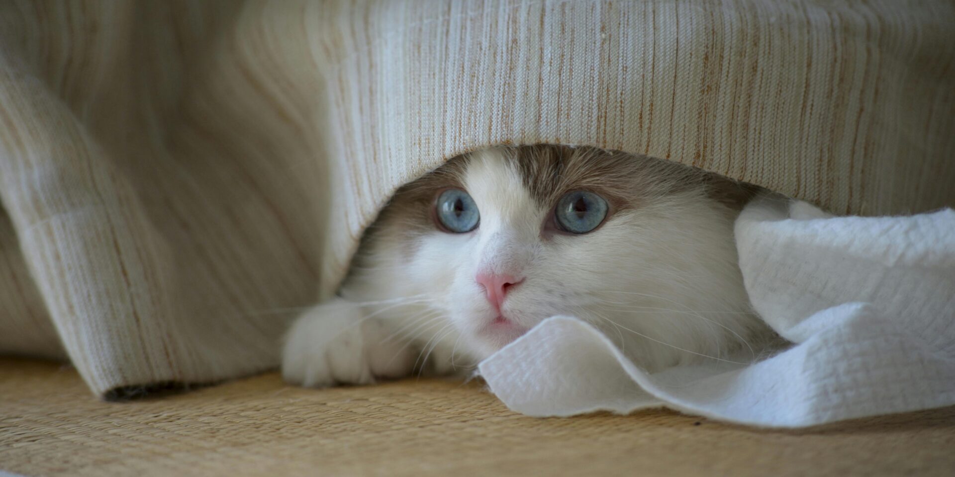 pexels-724211268-34548188