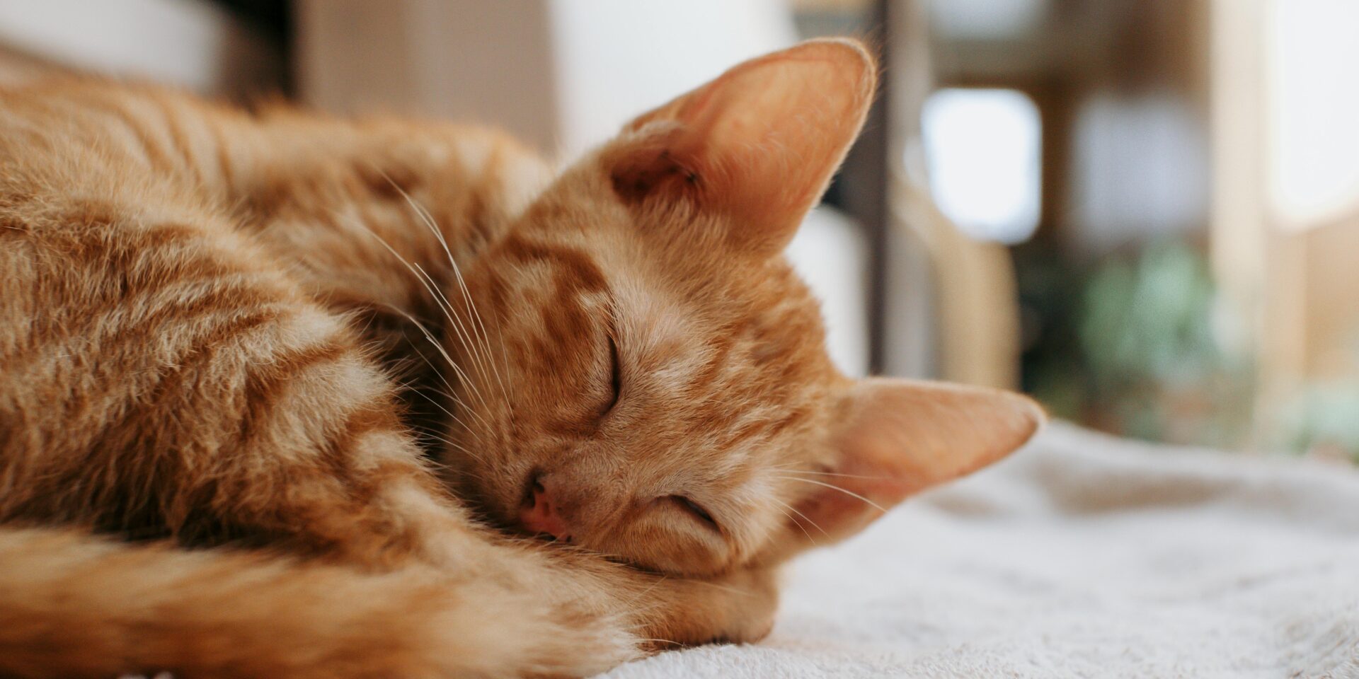 pexels-ian-panelo-13693652