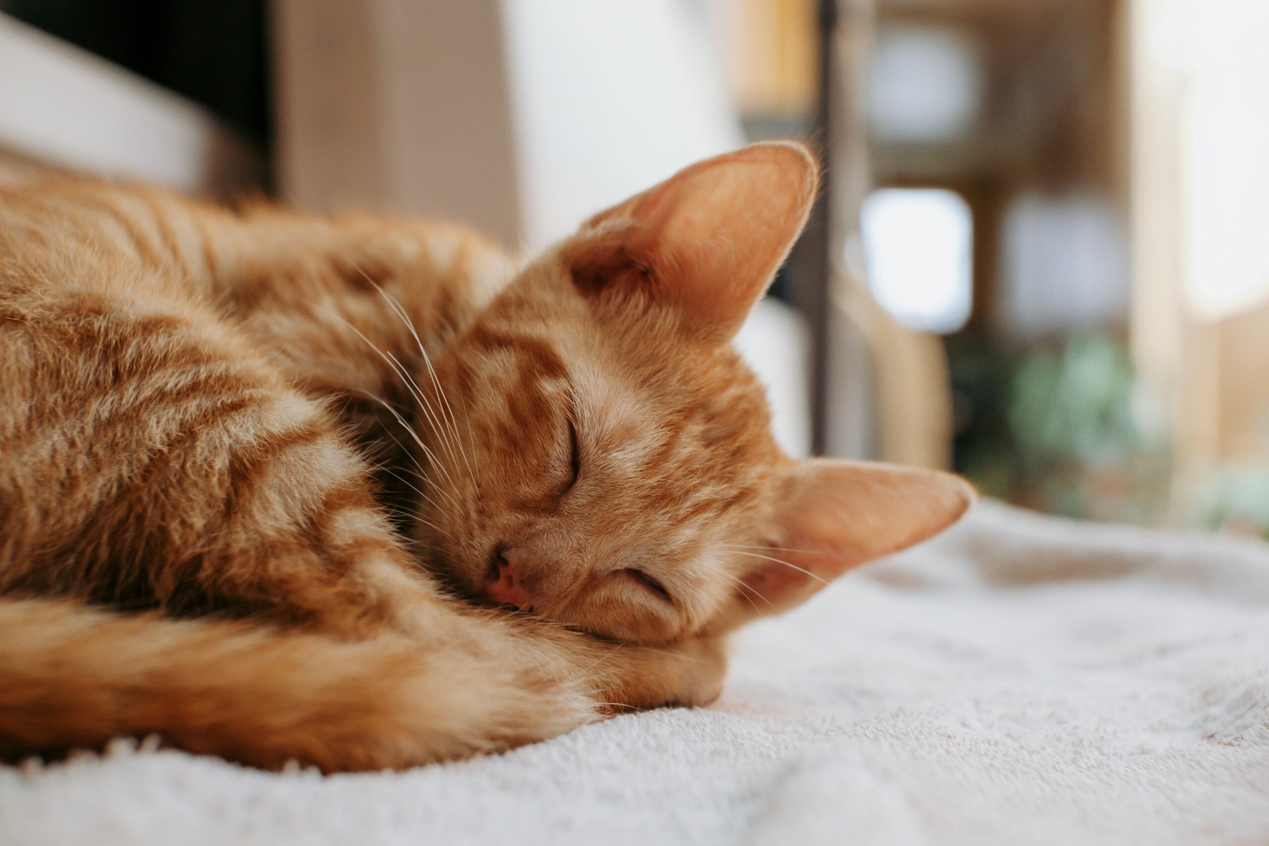 pexels-ian-panelo-13693652