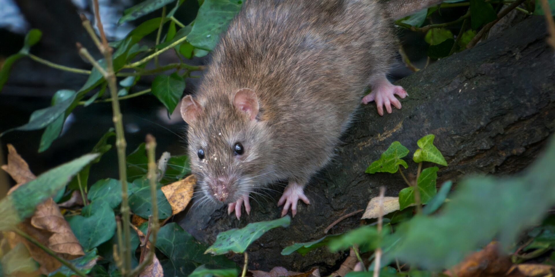 pexels-jimmyspixels-29668630