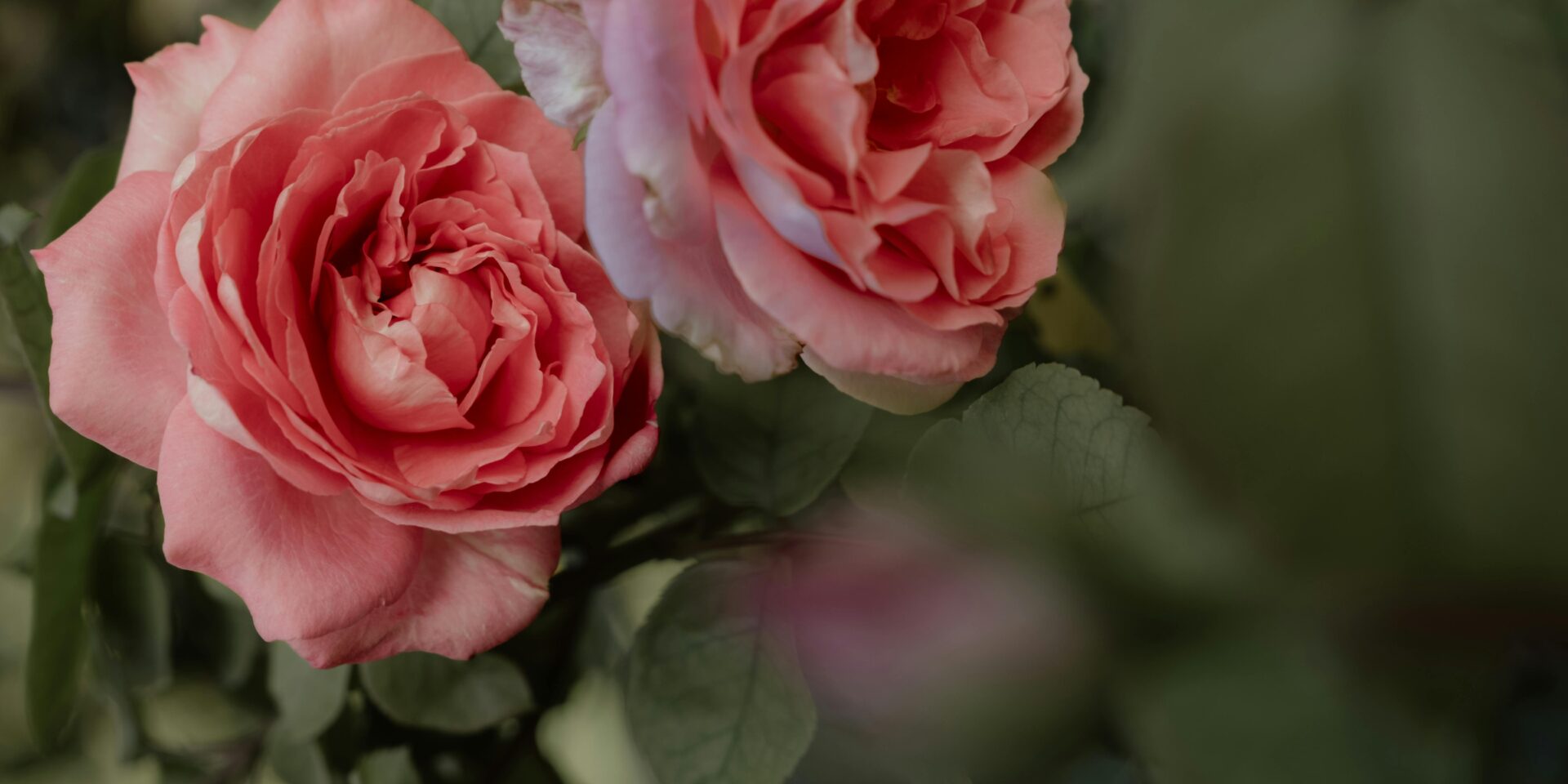 pexels-maide-arslan-128712163-33666084