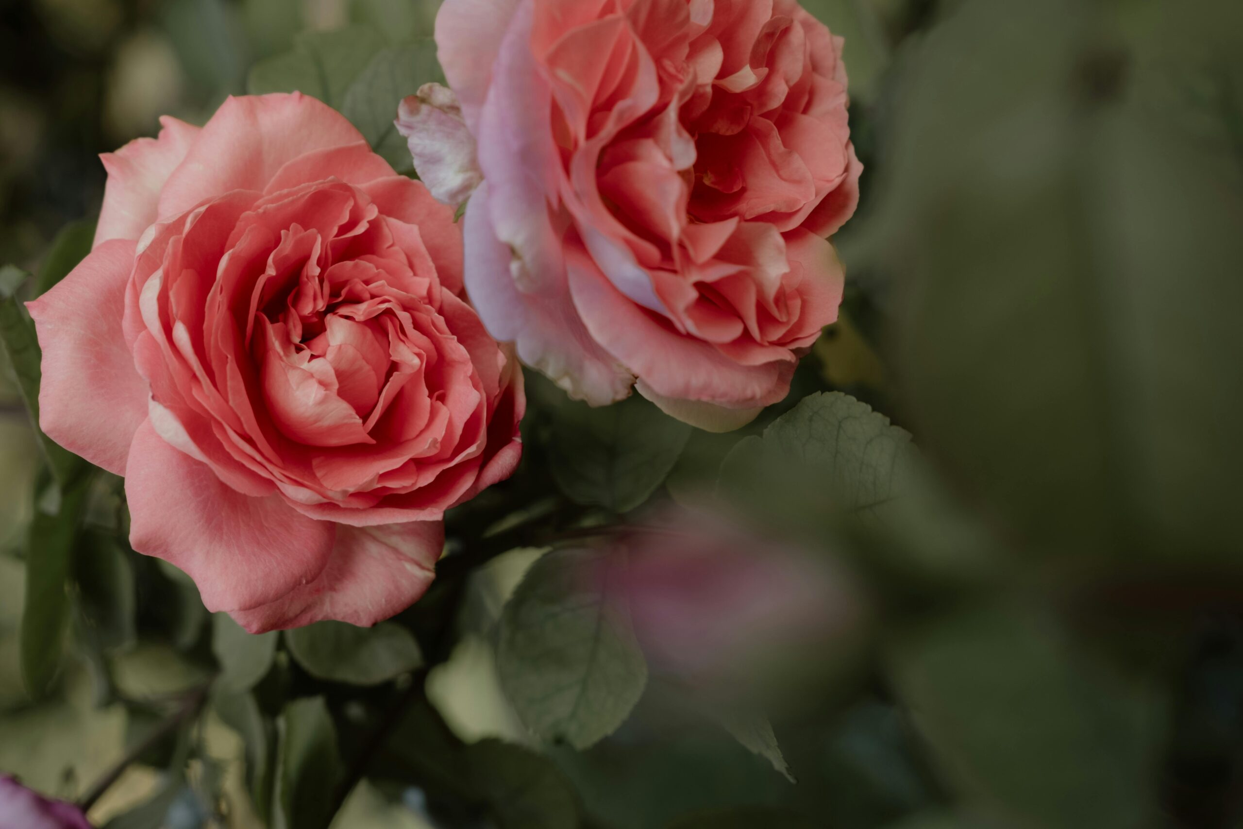 pexels-maide-arslan-128712163-33666084