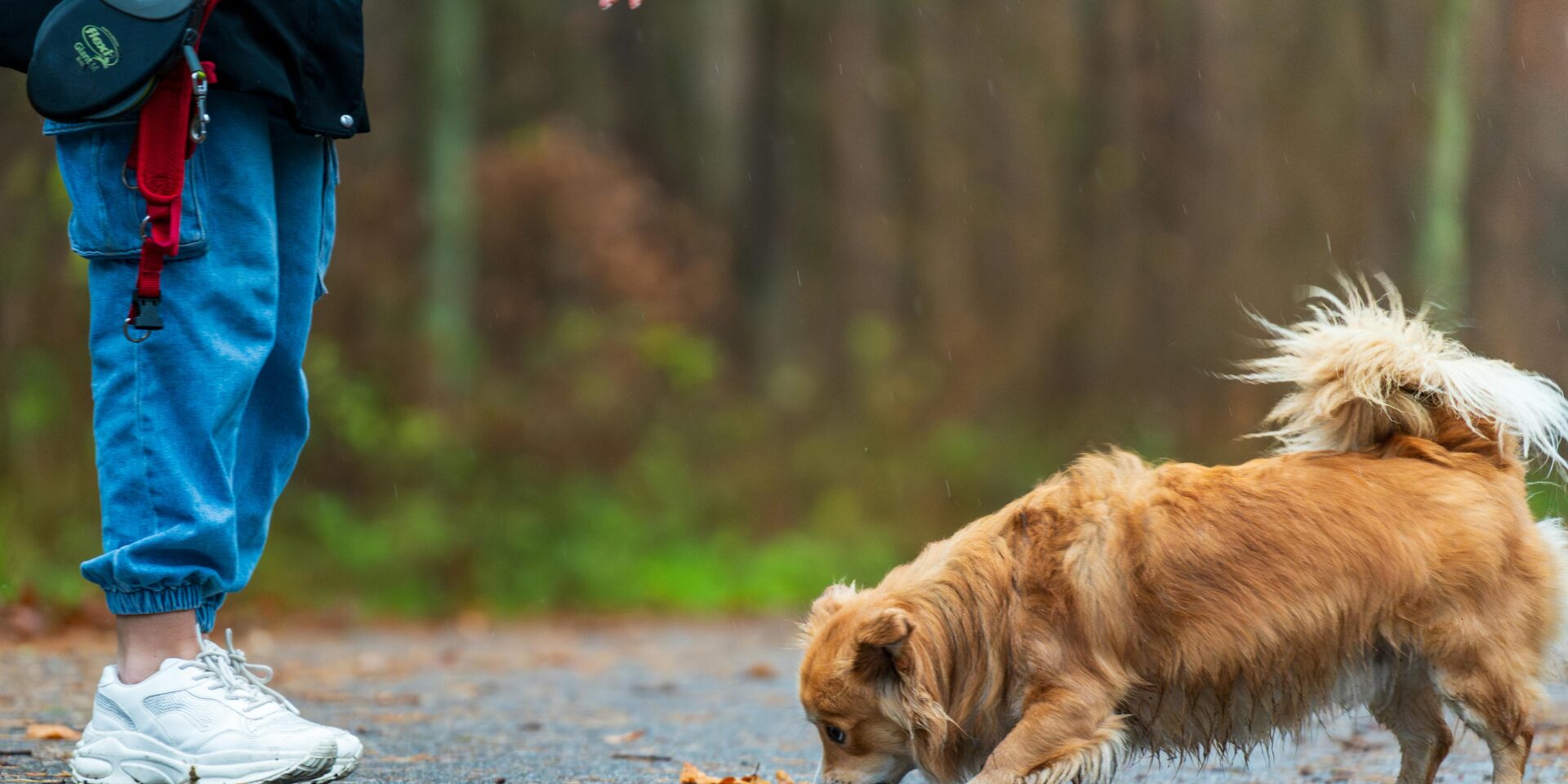 pexels-michalrobak-29590670