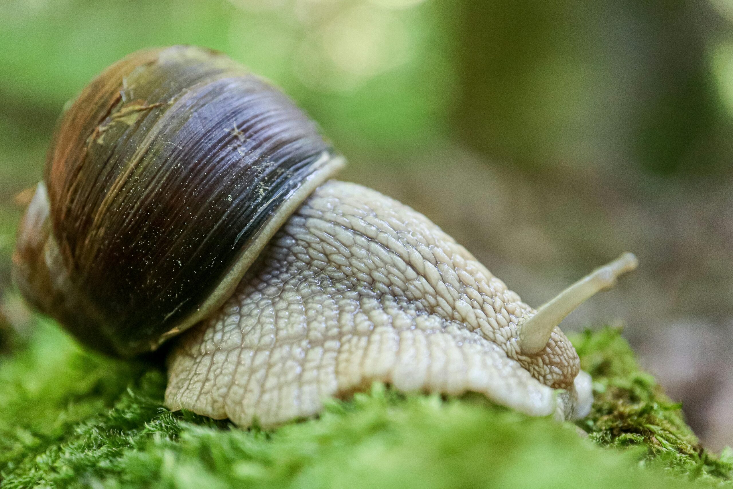 pexels-nikola-tomasic-58494762-32171291