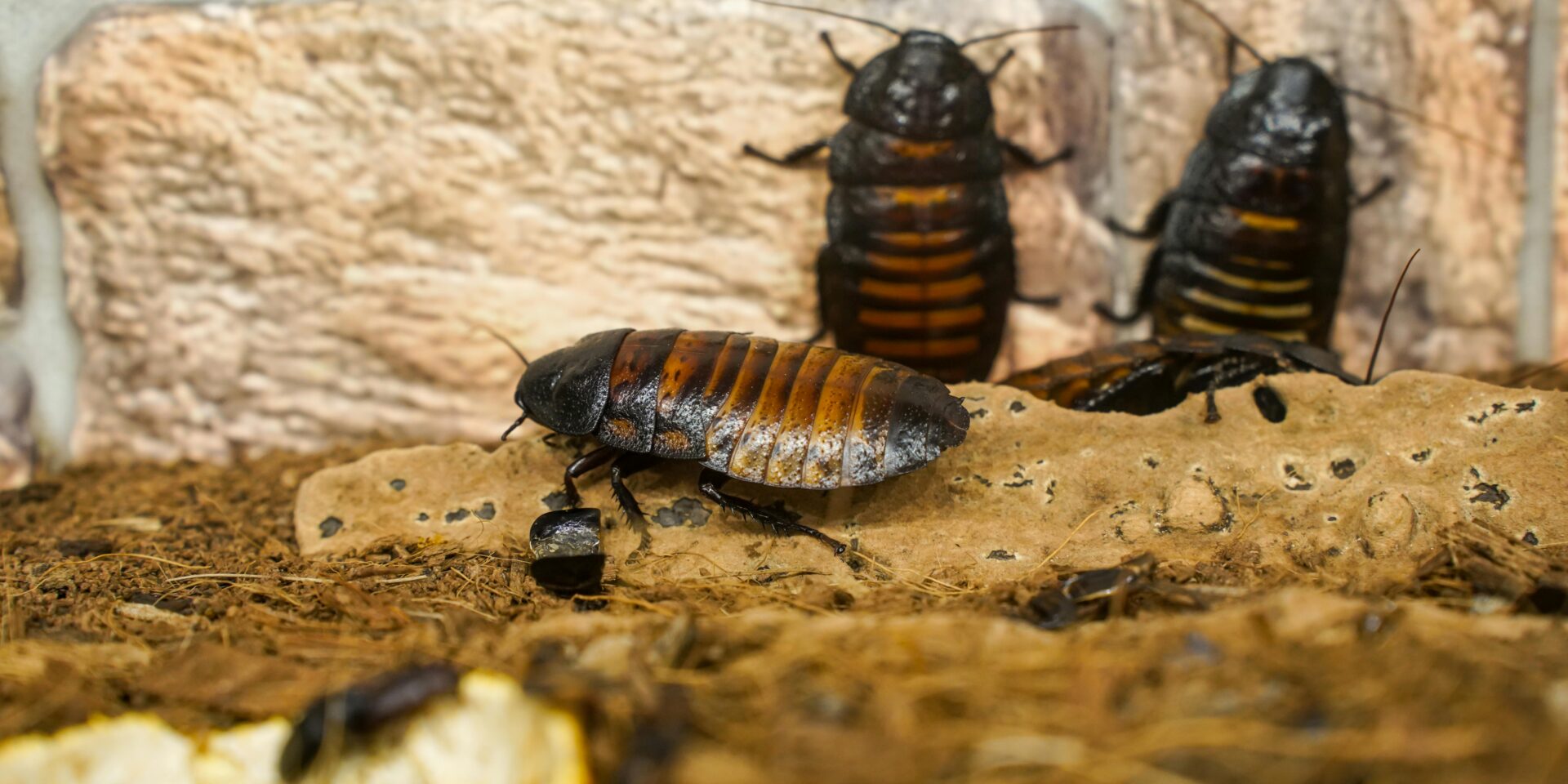 pexels-vladimirsrajber-22880492