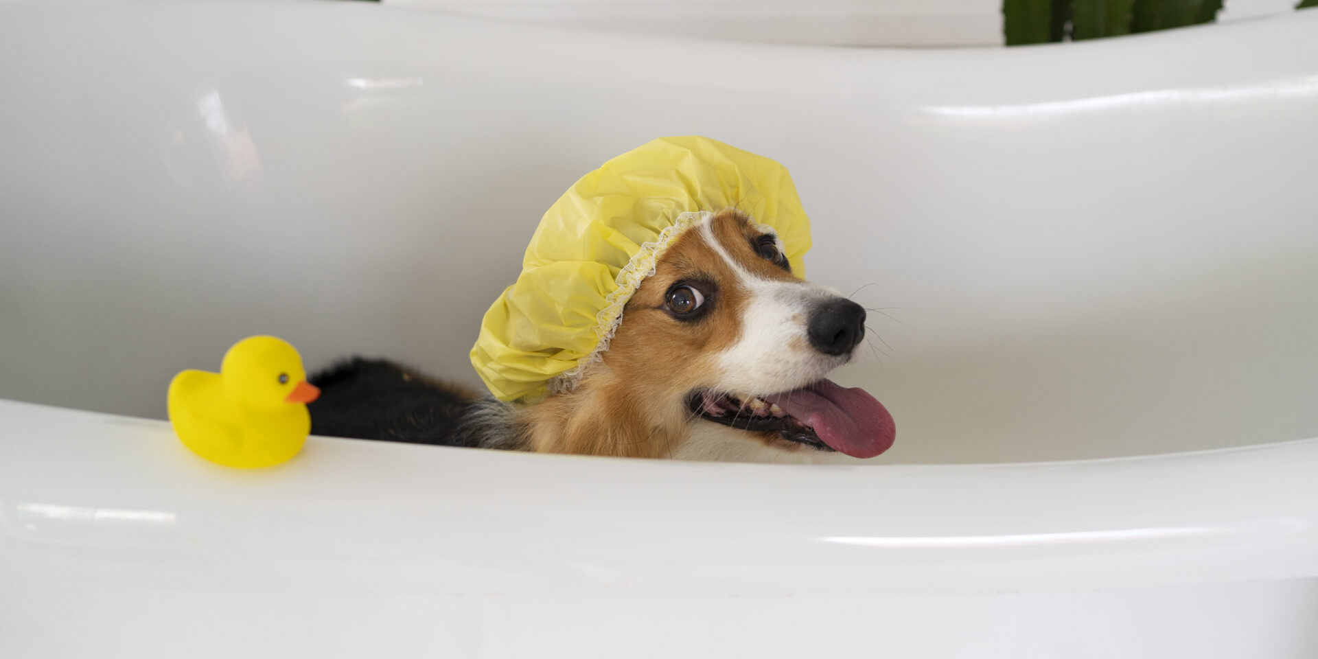 washing-pet-dog-home