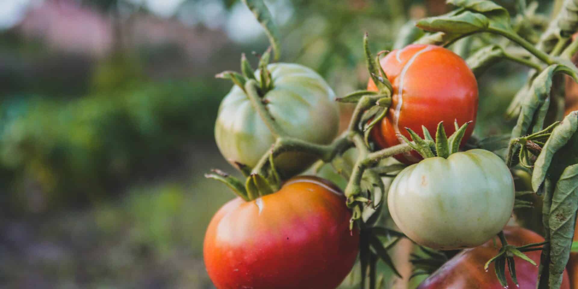 pexels-czapp-arpad-3647289-11601081