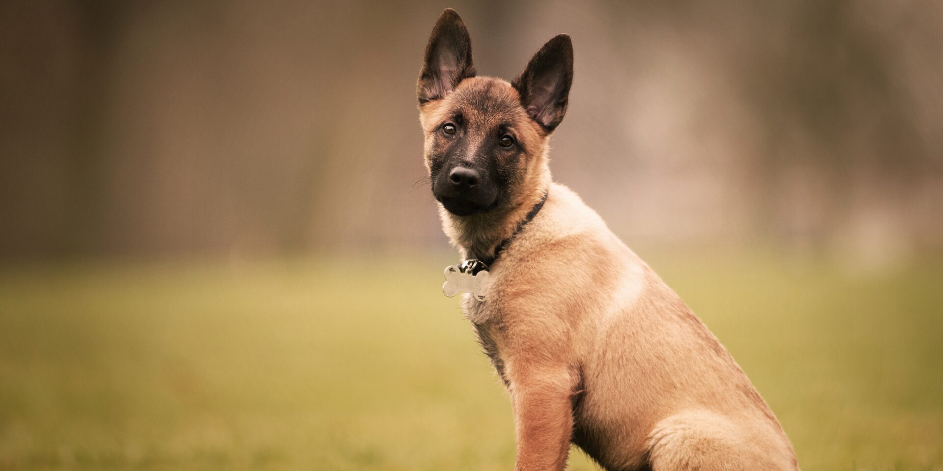 Selective focus shot of an adorable Belgian malinois puppy outdoors during daylight