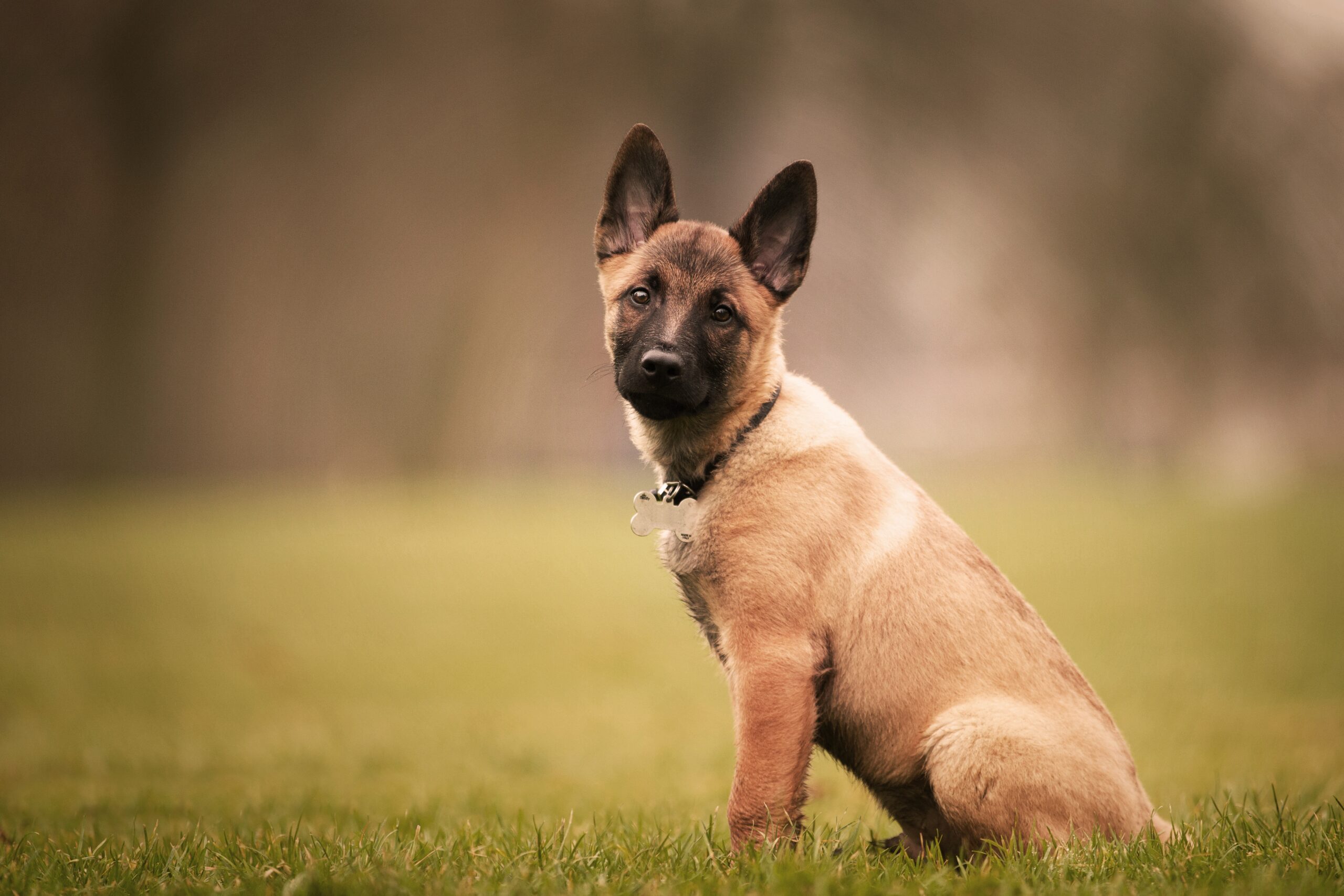 Selective focus shot of an adorable Belgian malinois puppy outdoors during daylight