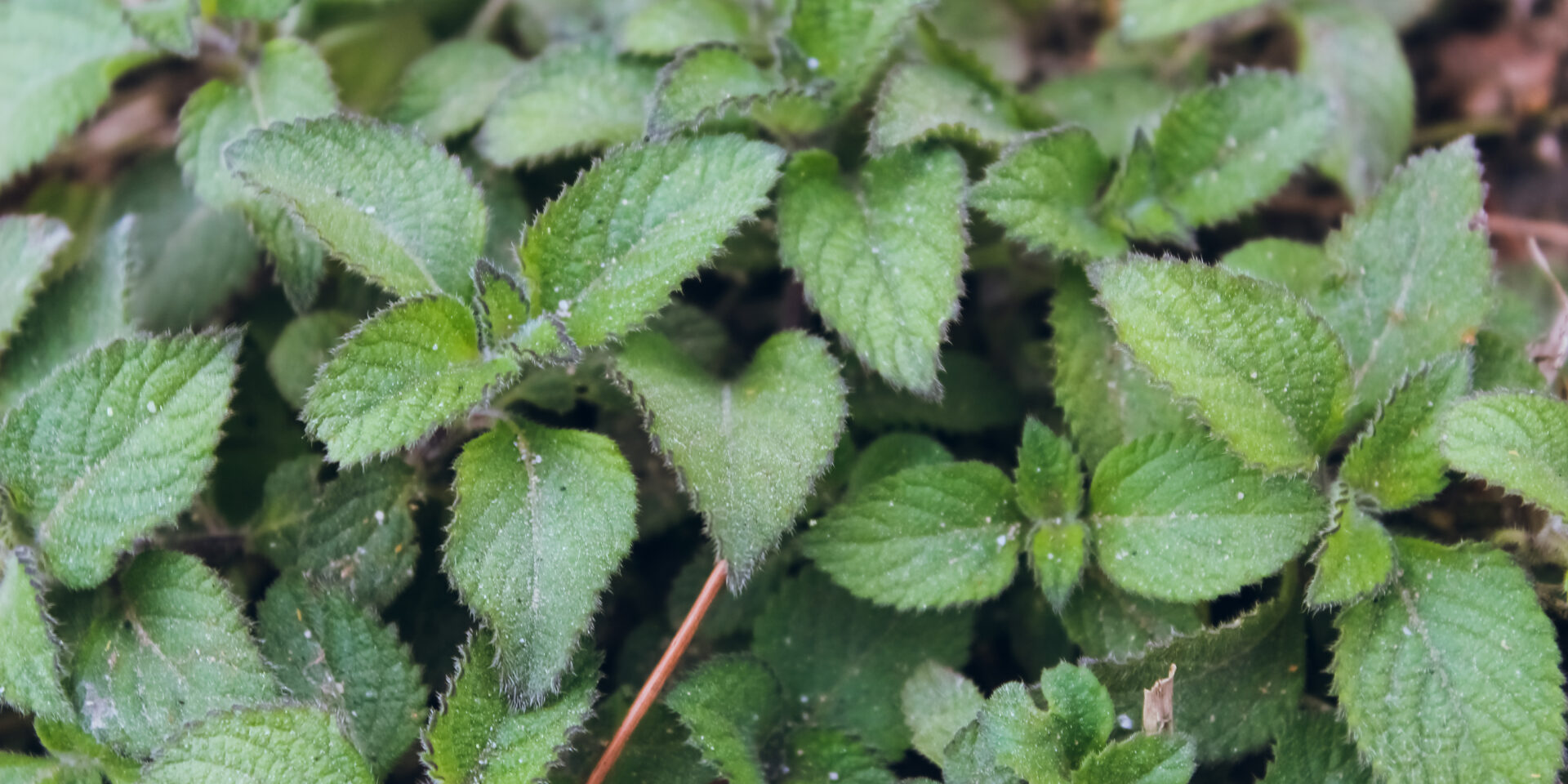 Fresh green leaves.Green background with leaves.