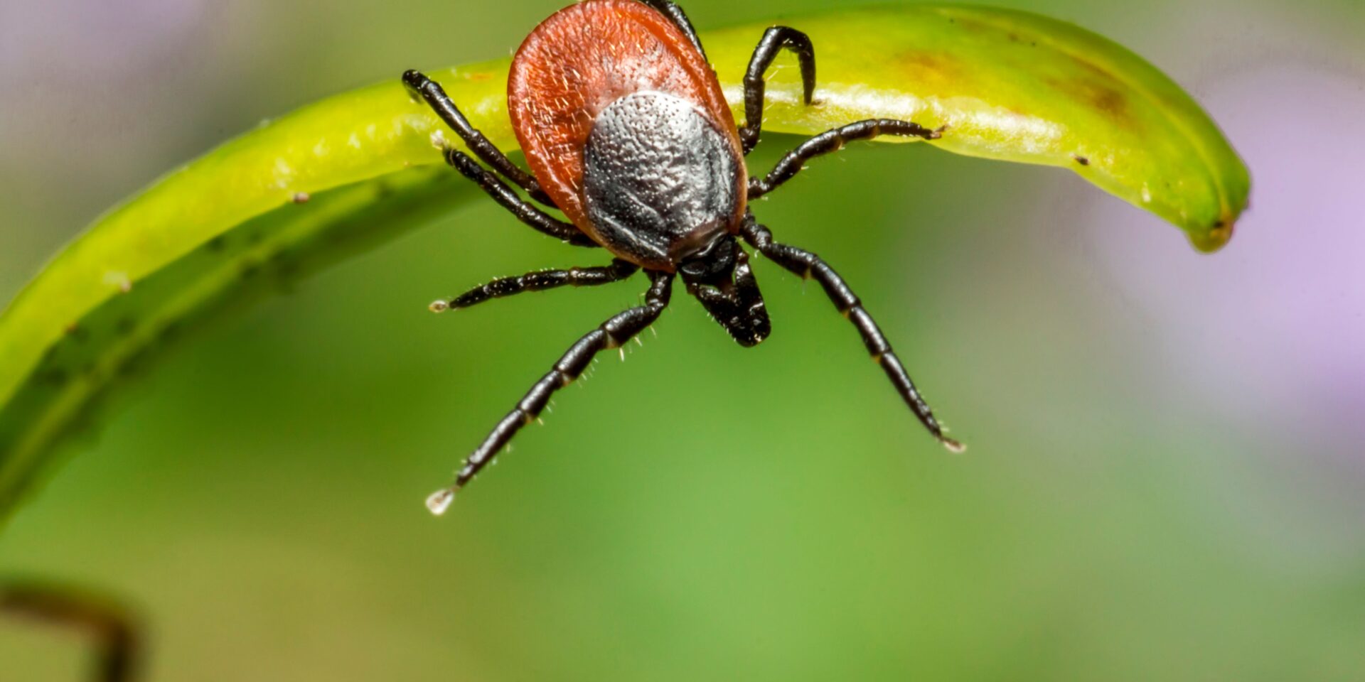 pexels-erik-karits-2093459-3757597