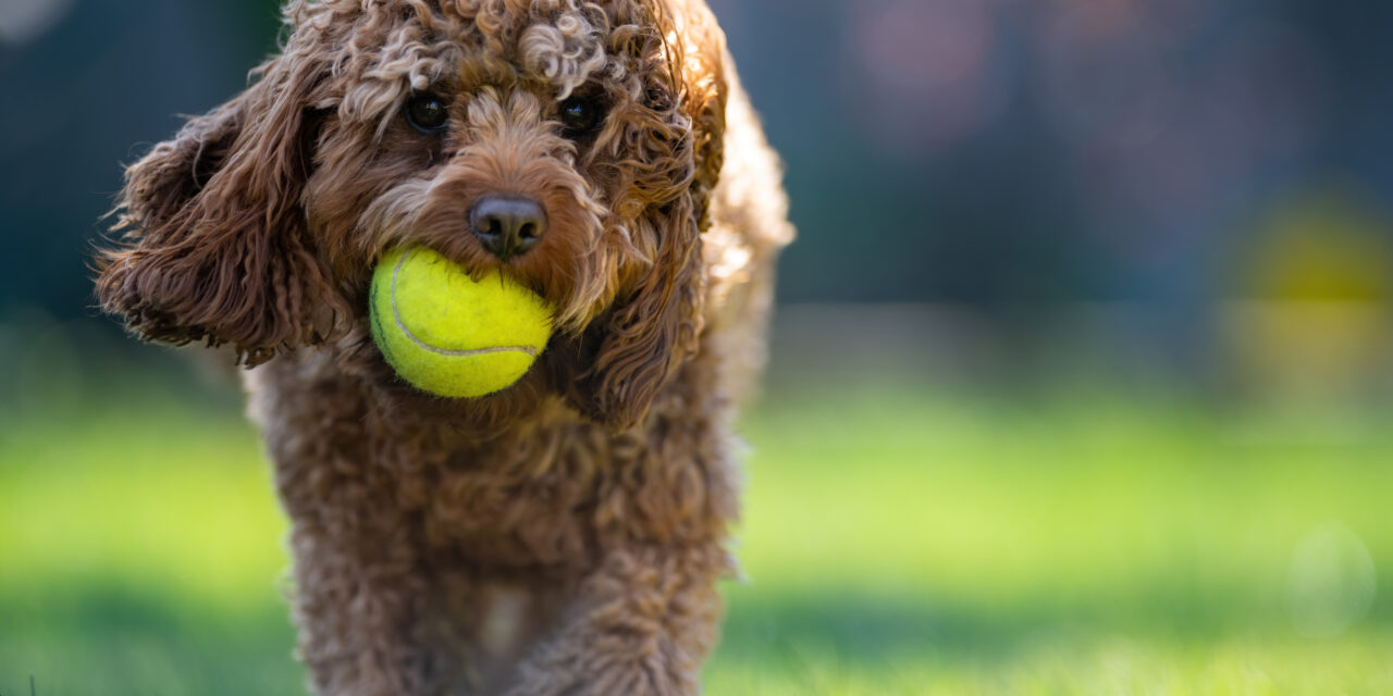 Portrait of an adorable Cavapoo dog holding a tennis ball in a park on a sunny day