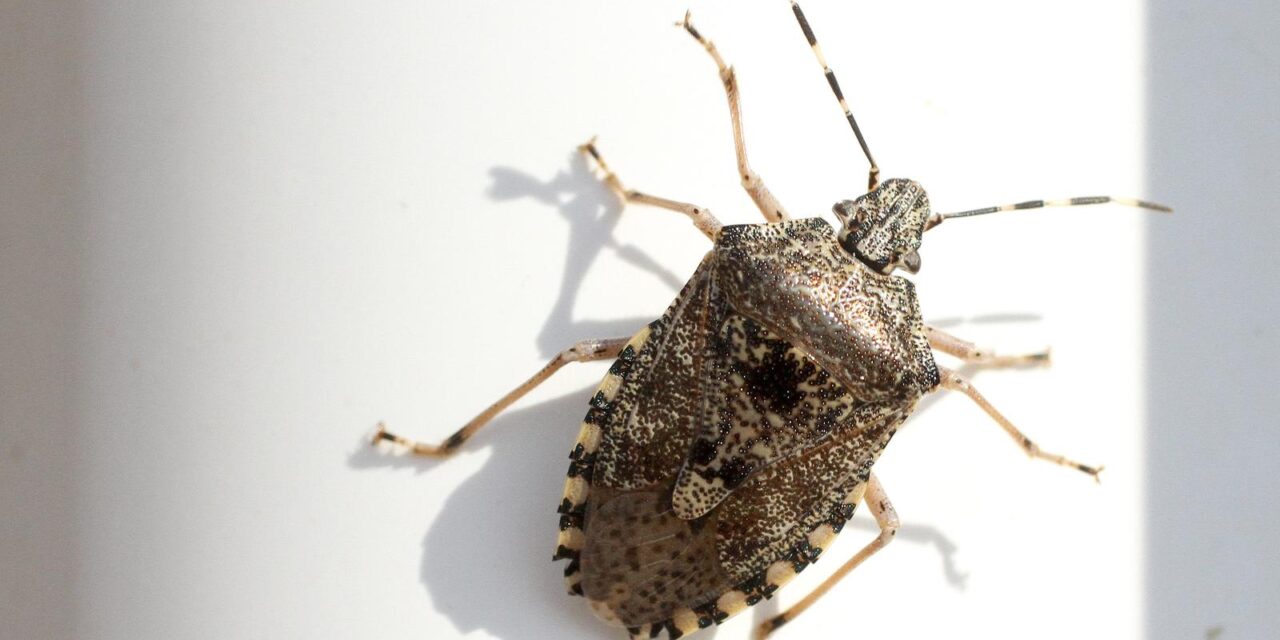 Halyomorpha halys, alohtona vrsta smrdljivog martina