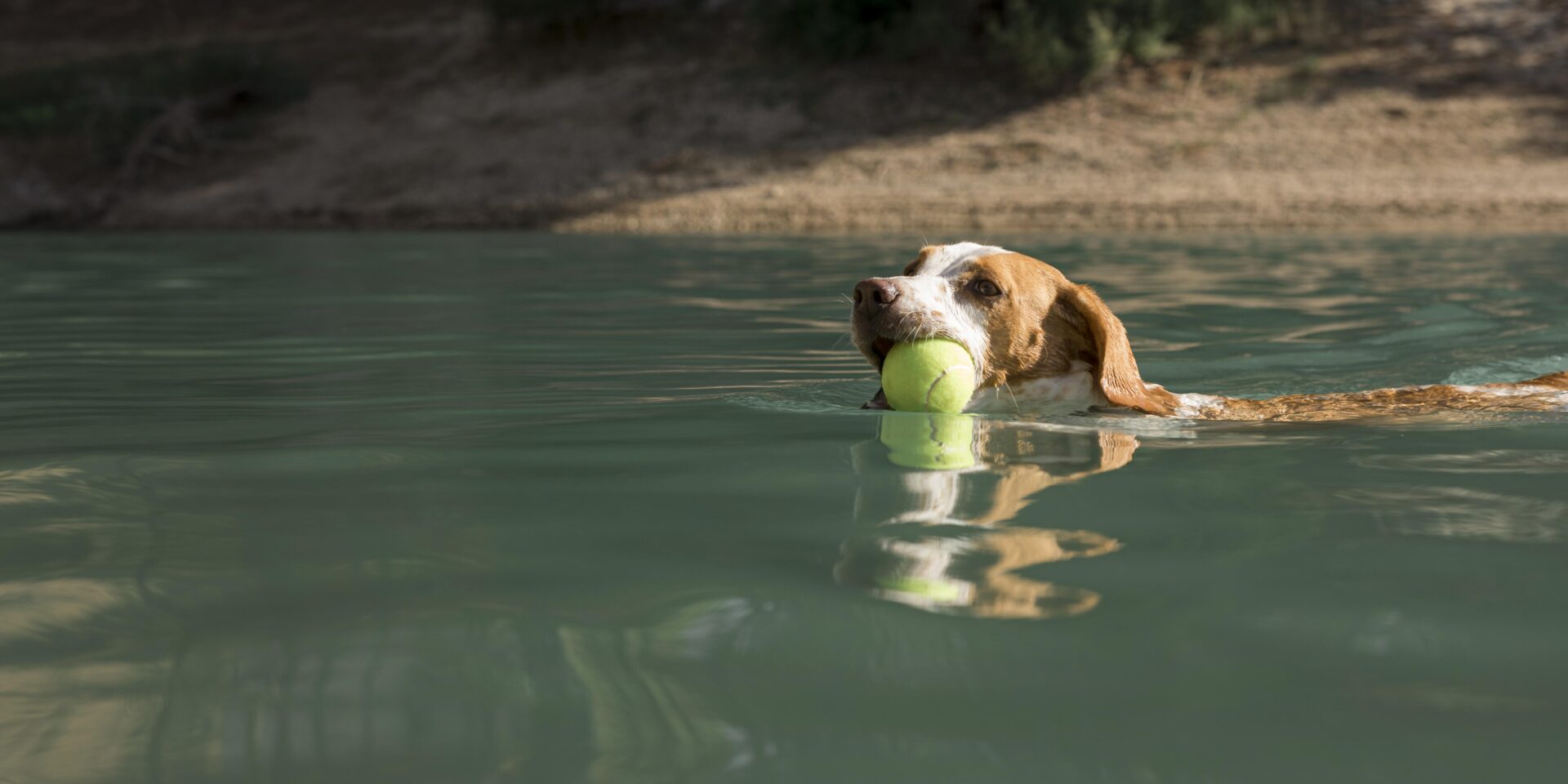 cute-dog-holding-ball-swimming-outdoors