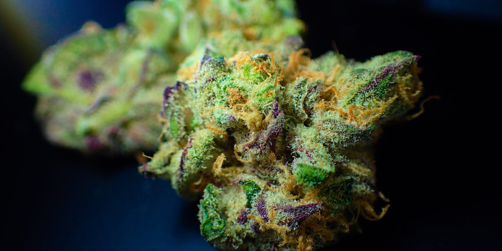 davidcardinez-bud-3801028