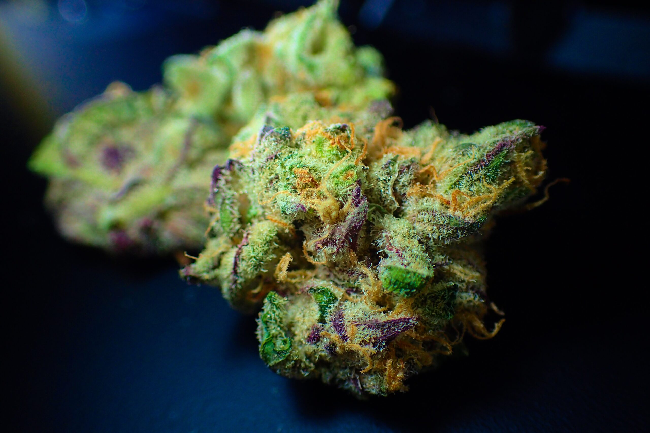 davidcardinez-bud-3801028