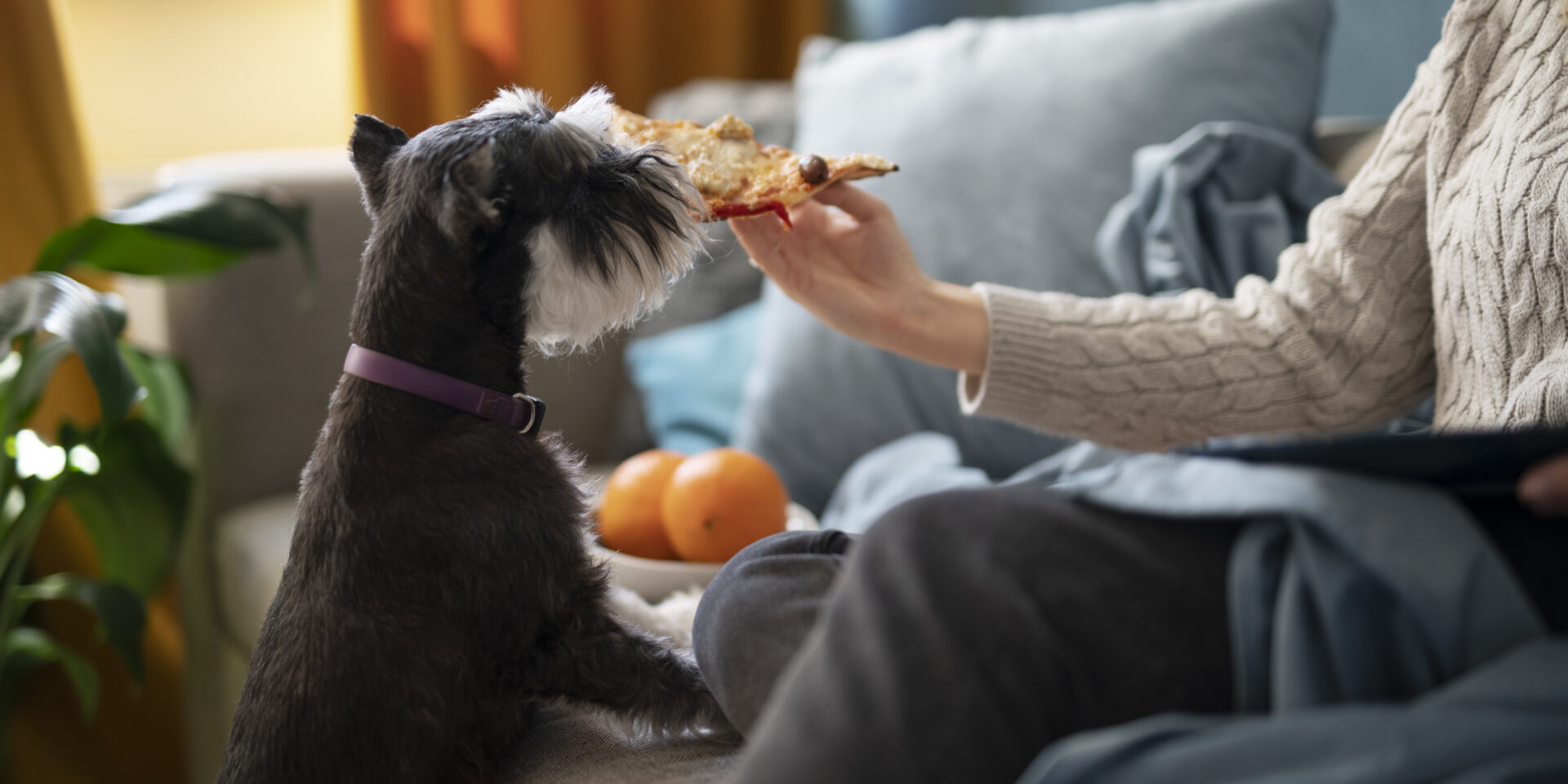 dog-eating-pizza