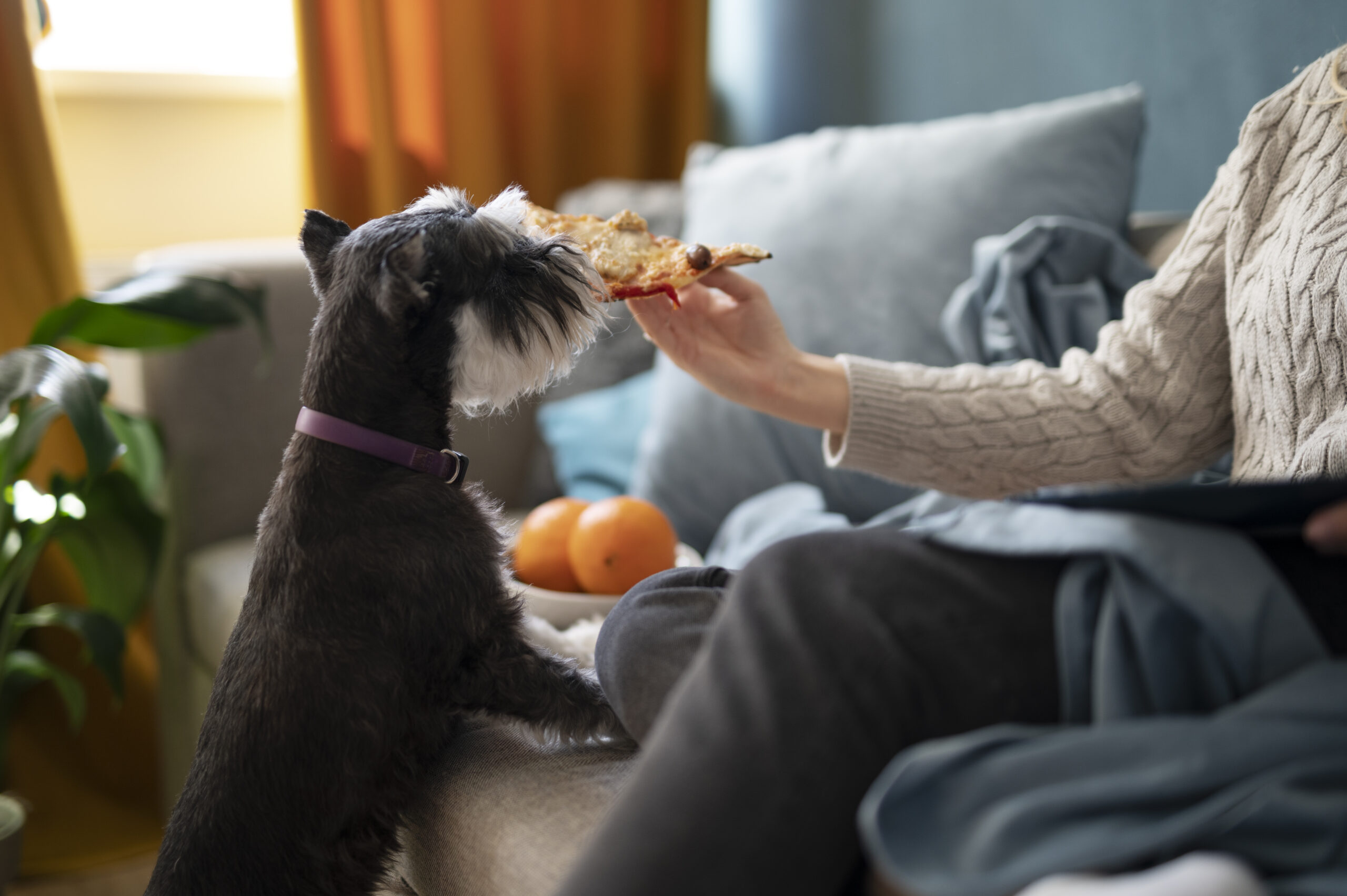dog-eating-pizza