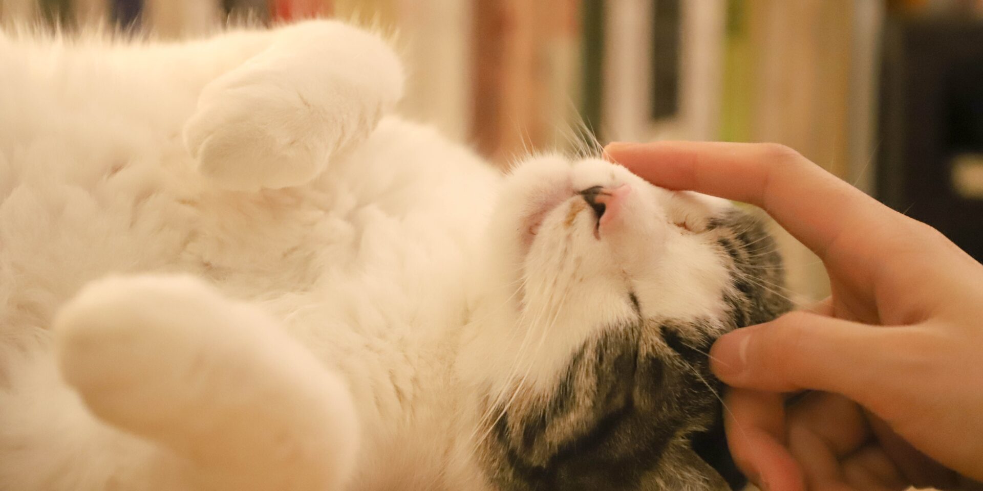 pexels-catscoming-1359307