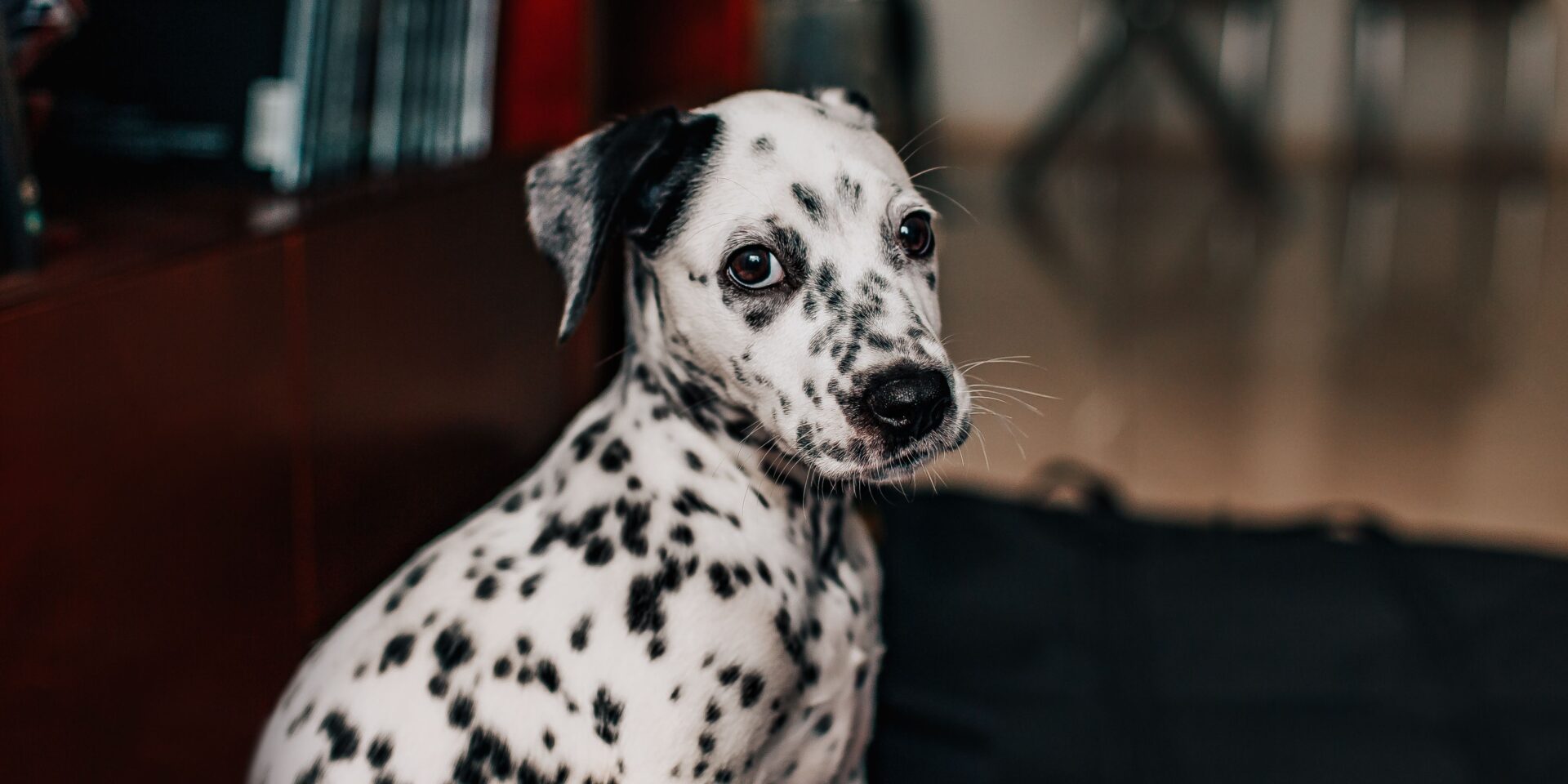 pexels-helenalopes-3763313