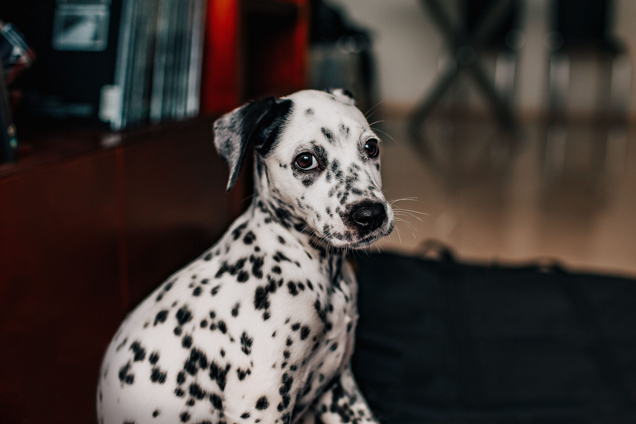 pexels-helenalopes-3763313