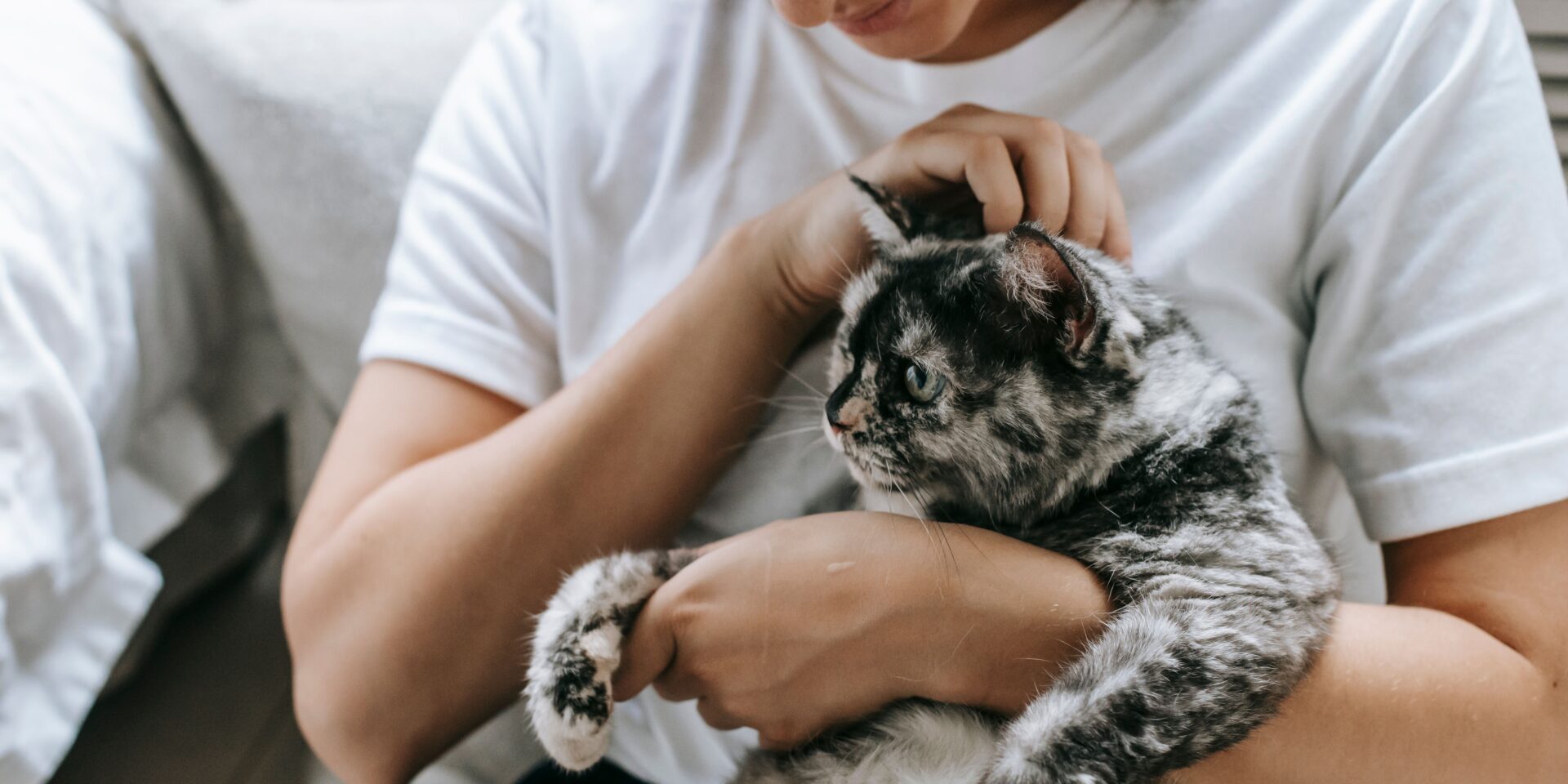 pexels-sam-lion-6001203