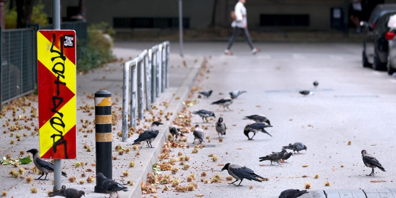 Zagreb: Virus zapadnog Nila pronađen i vranama na Trgu Bartola Kašića, provode se mjere suzbijanja komaraca