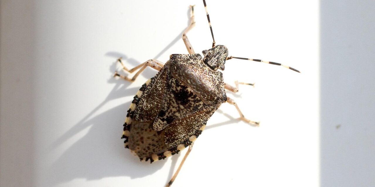 Halyomorpha halys, alohtona vrsta smrdljivog martina