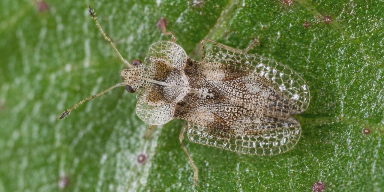 hrastova stjenica