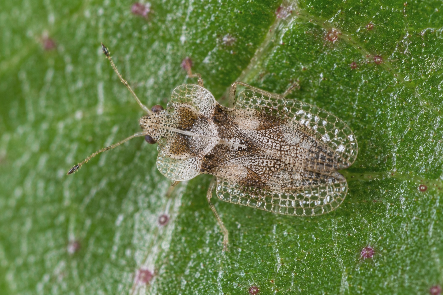 hrastova stjenica