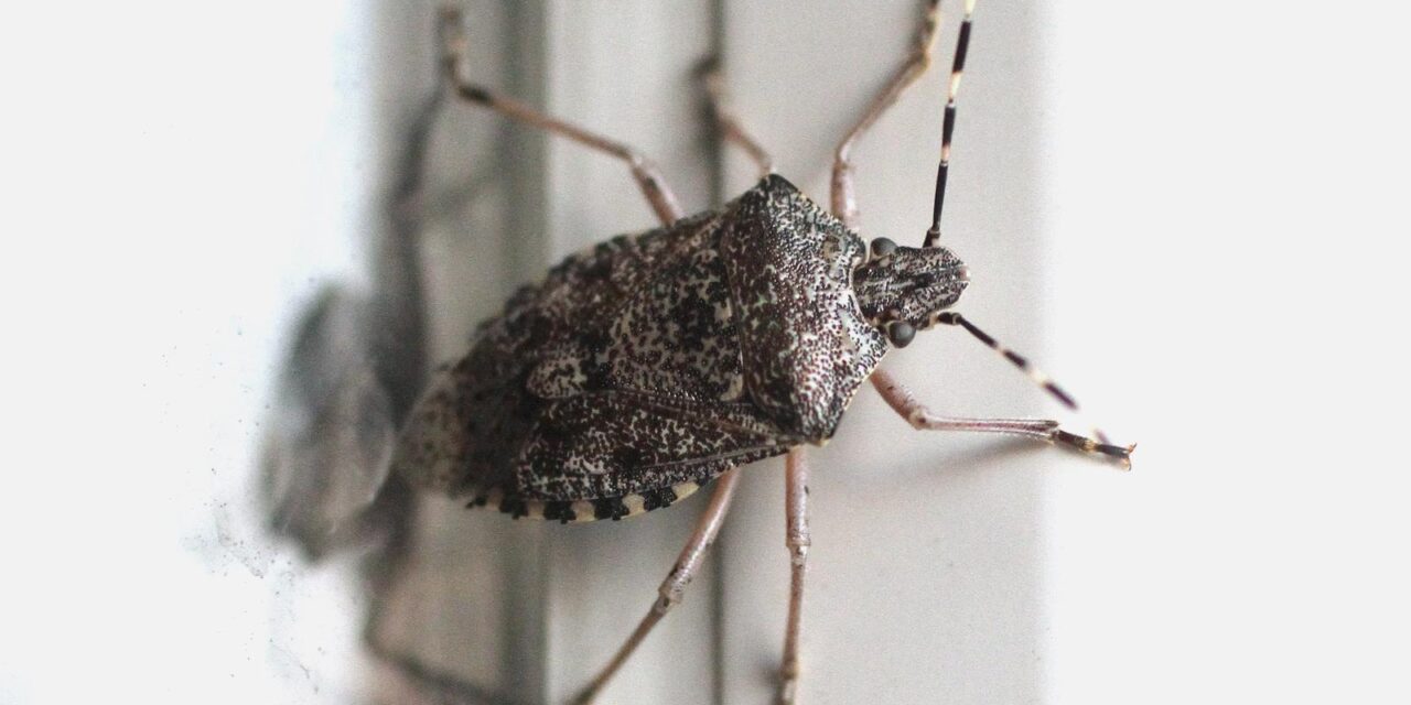 Halyomorpha halys, alohtona vrsta smrdljivog martina