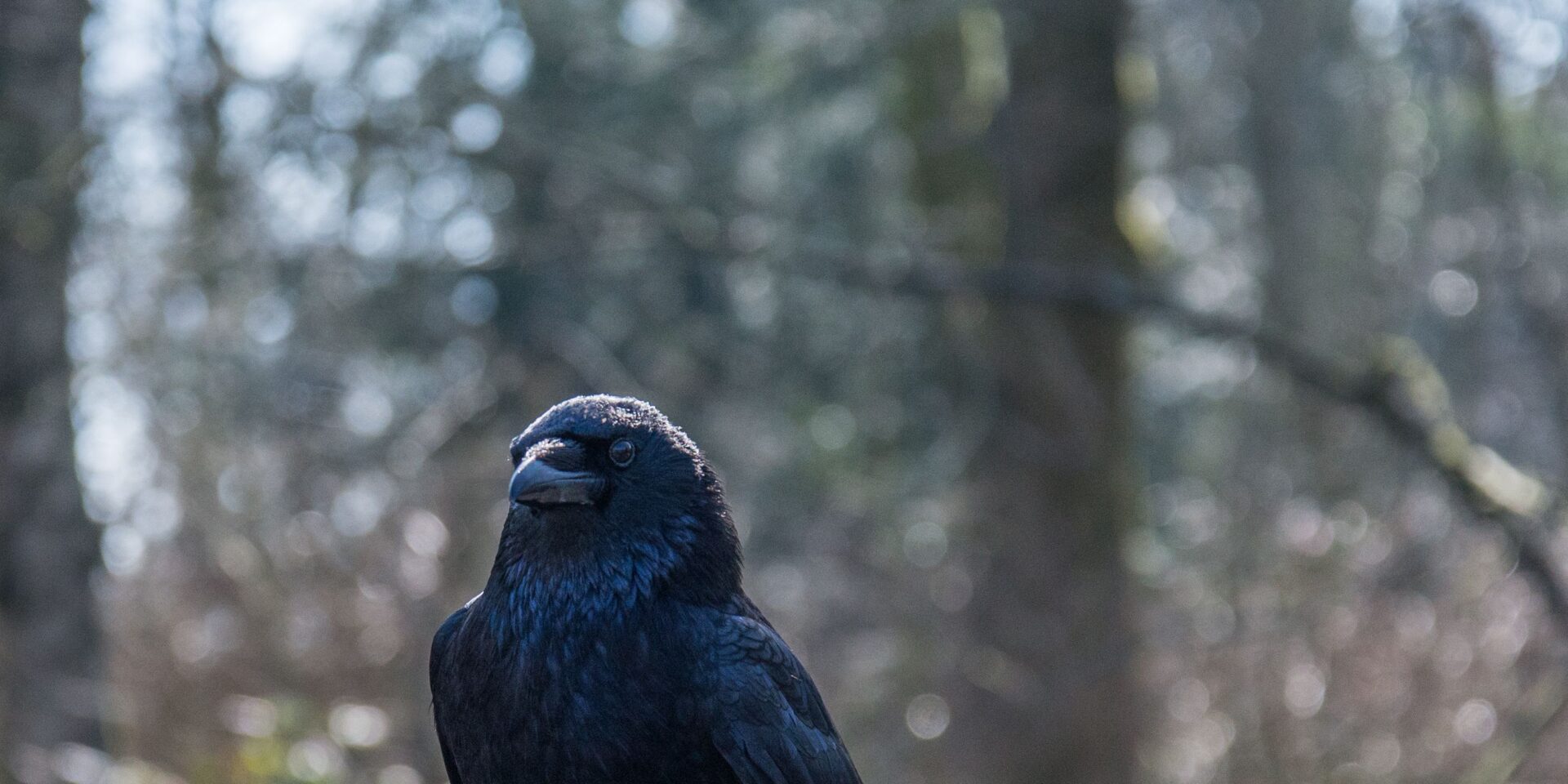 pexels-clickerhappy-65081